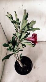 Planta Dobrada 3073 – 30cm – 02 anos - Imagem 6