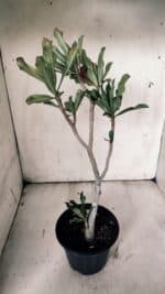 Planta Dobrada 3073 – 30cm – 02 anos - Imagem 7