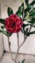 Planta Dobrada 3073 – 30cm – 02 anos - Imagem 4