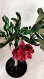 Planta Dobrada 3073 – 30cm – 02 anos - Imagem 5