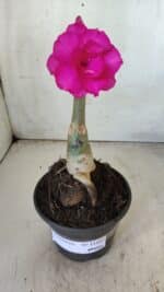 ENXERTO 11802 – 20cm (cor LM 08) - Imagem 2