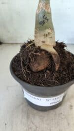 ENXERTO 11802 – 20cm (cor LM 08) - Imagem 7