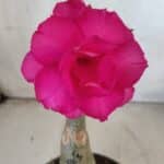 ENXERTO 11802 – 20cm (cor LM 08)