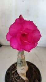 ENXERTO 11802 – 20cm (cor LM 08)