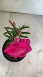 ENXERTO 11802 – 20cm (cor LM 08) - Imagem 4