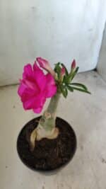 ENXERTO 11802 – 20cm (cor LM 08) - Imagem 6