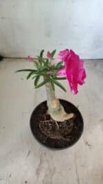 ENXERTO 11802 – 20cm (cor LM 08) - Imagem 5