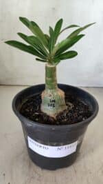 ENXERTO 11812 – 20cm (cor LM 501) - Imagem 2