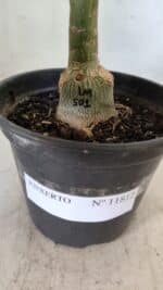 ENXERTO 11812 – 20cm (cor LM 501) - Imagem 4