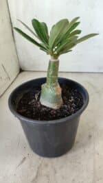 ENXERTO 11812 – 20cm (cor LM 501) - Imagem 3