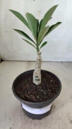 ENXERTO 11813 – 20cm (cor LM 986) - Imagem 2