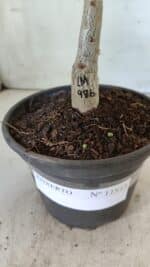 ENXERTO 11813 – 20cm (cor LM 986) - Imagem 4