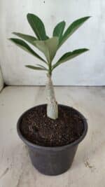 ENXERTO 11813 – 20cm (cor LM 986) - Imagem 3