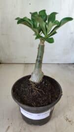 ENXERTO 11814 – 20cm (cor LM 582) - Imagem 2