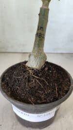 ENXERTO 11814 – 20cm (cor LM 582) - Imagem 4