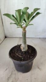 ENXERTO 11814 – 20cm (cor LM 582) - Imagem 3