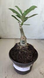 ENXERTO 11815 – 20cm (cor LM 402) - Imagem 2