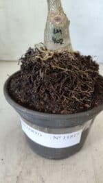 ENXERTO 11815 – 20cm (cor LM 402) - Imagem 4