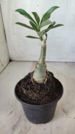 ENXERTO 11815 – 20cm (cor LM 402) - Imagem 3