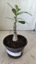 ENXERTO 11816 – 20cm (cor LM 979) - Imagem 2