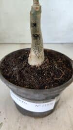 ENXERTO 11816 – 20cm (cor LM 979) - Imagem 4