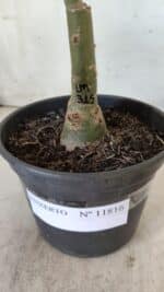 ENXERTO 11816 (2) – 20cm (cor LM 315) - Imagem 4