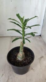 ENXERTO 11816 (2) – 20cm (cor LM 315) - Imagem 3