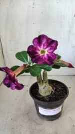 ENXERTO 11817 – 20cm (cor LM 854)