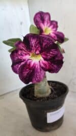 ENXERTO 11817 – 20cm (cor LM 854) - Imagem 4