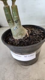 ENXERTO 11817 – 20cm (cor LM 854) - Imagem 6