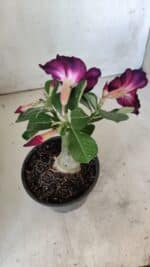 ENXERTO 11817 – 20cm (cor LM 854) - Imagem 5