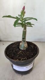 ENXERTO 11818 – 20cm (cor LM 04) - Imagem 2