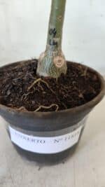 ENXERTO 11818 – 20cm (cor LM 04) - Imagem 4