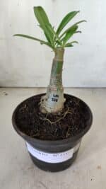 ENXERTO 11819 – 20cm (cor LM 512) - Imagem 2