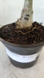 ENXERTO 11819 – 20cm (cor LM 512) - Imagem 4