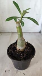 ENXERTO 11820 – 20cm (cor LM 979) - Imagem 3