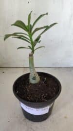 ENXERTO 11821 – 20cm (cor LM 962) - Imagem 2