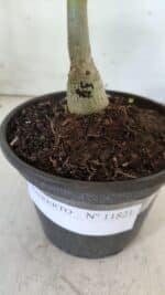 ENXERTO 11821 – 20cm (cor LM 962) - Imagem 4