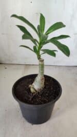 ENXERTO 11821 – 20cm (cor LM 962) - Imagem 3