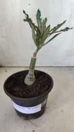 ENXERTO 11822 – 20cm (cor LM 664) - Imagem 2