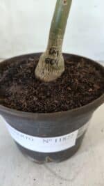 ENXERTO 11822 – 20cm (cor LM 664) - Imagem 4