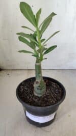 ENXERTO 11823 – 20cm (cor LM 728) - Imagem 2