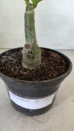 ENXERTO 11823 – 20cm (cor LM 728) - Imagem 4