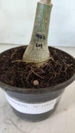 ENXERTO 11824 – 20cm (cor LM 977) - Imagem 4