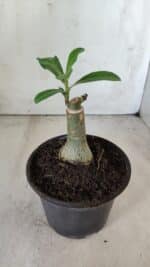 ENXERTO 11824 – 20cm (cor LM 977) - Imagem 3