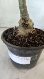 ENXERTO 11826 – 20cm (cor LM 582) - Imagem 4