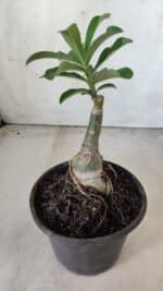 ENXERTO 11826 – 20cm (cor LM 582) - Imagem 3