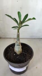 ENXERTO 11827 – 20cm (cor LM 827) - Imagem 2