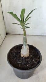 ENXERTO 11827 – 20cm (cor LM 827) - Imagem 3