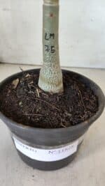 ENXERTO 11828 – 20cm (cor LM 75) - Imagem 5